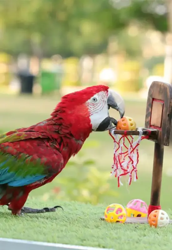 Creek Park Exotic Bird Show — photo 3 of 8